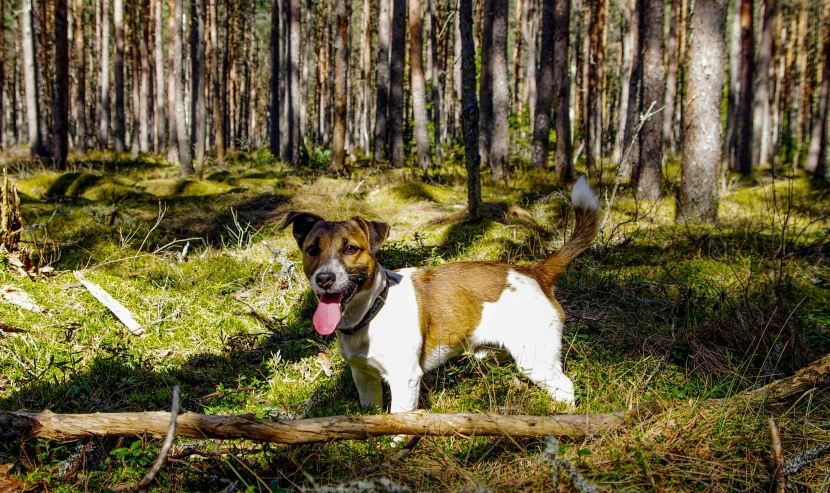 a dog that is standing in the grass, by Eero Järnefelt, pixabay contest winner, bauhaus, pine forests, jack russel dog, in an open forest, single long stick