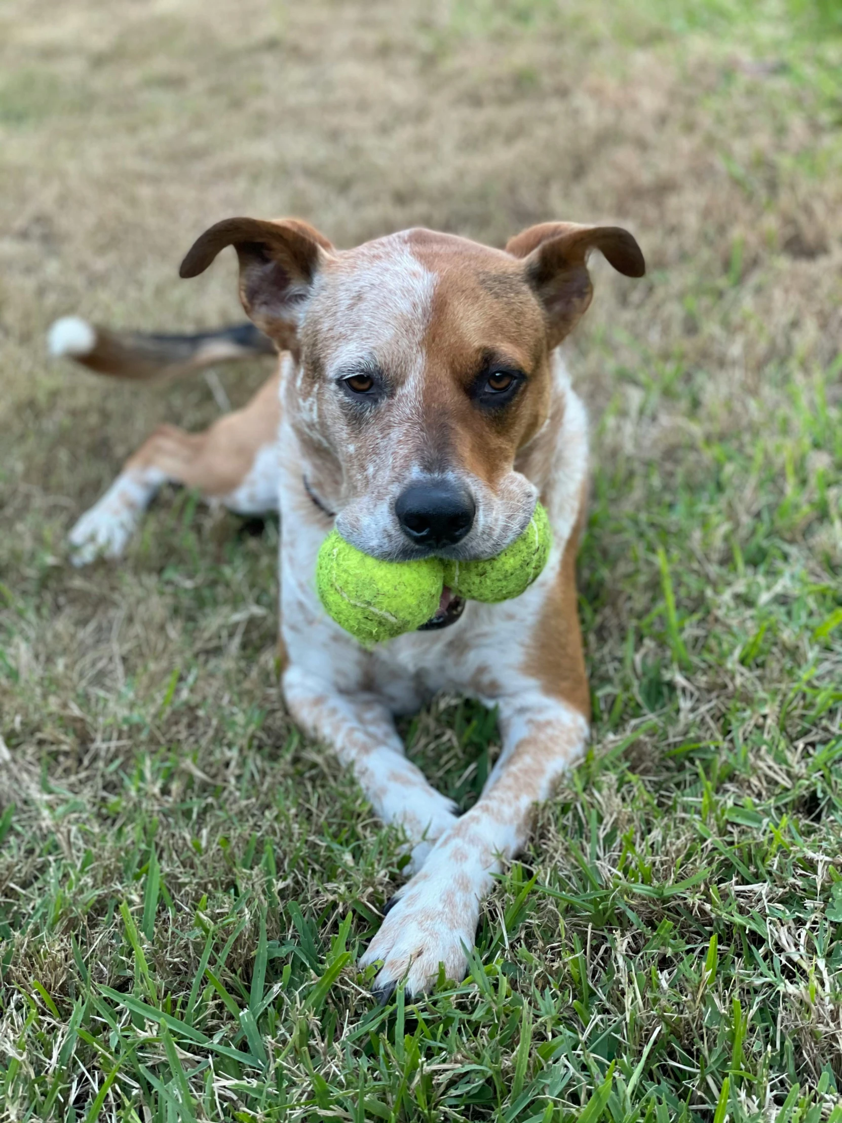 a dog laying in the grass with a tennis ball in its mouth, small nose with freckles, reddit post, holding a ball, listing image