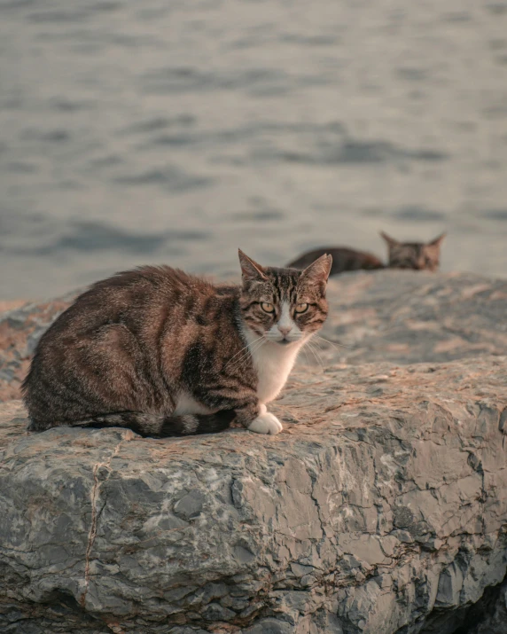 a cat sitting on top of a rock next to a body of water, in the evening, two cats, zoomed in, on a wall