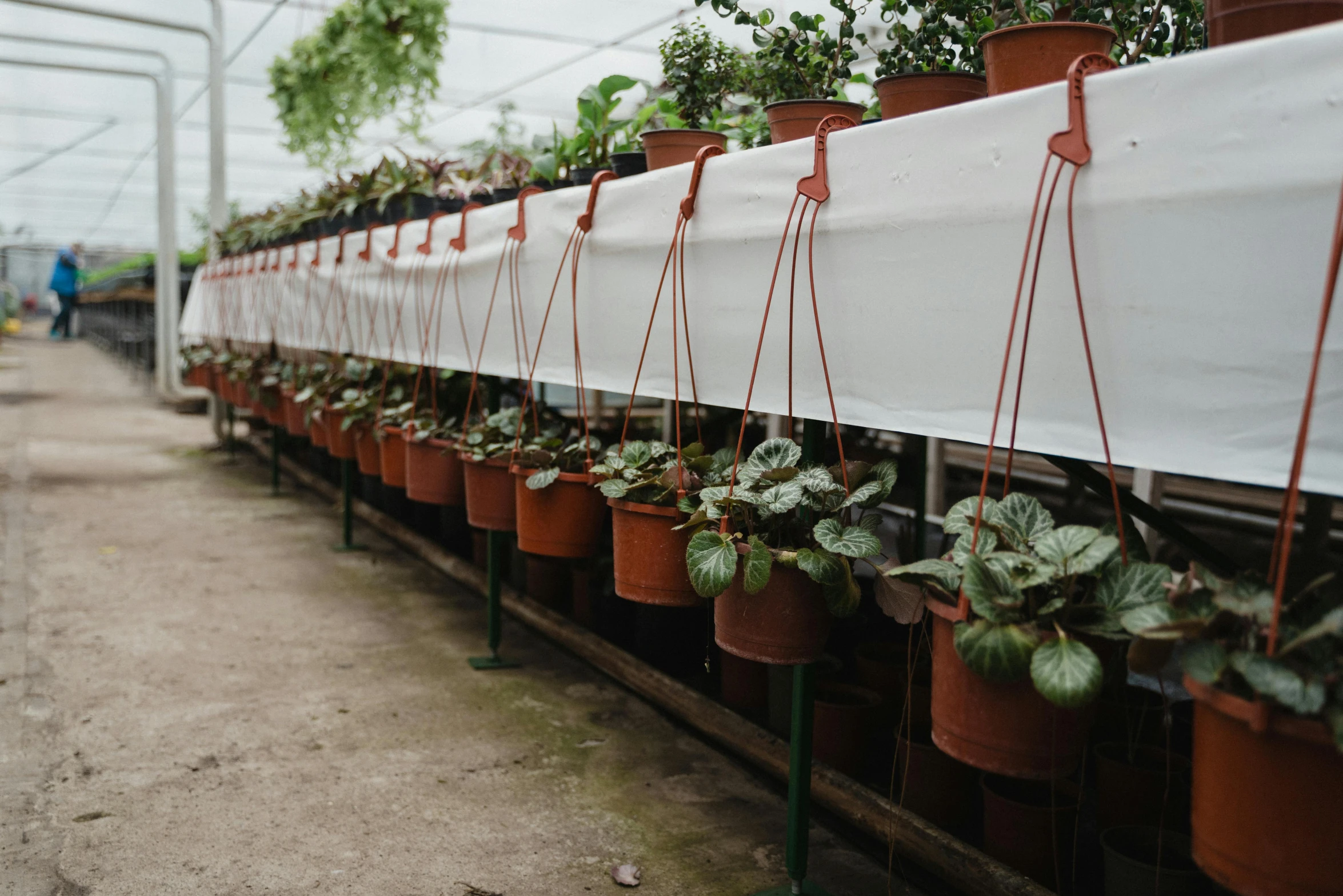 a long row of potted plants in a greenhouse, inspired by Lewis Henry Meakin, silk tarps hanging, wine-red and grey trim, sustainable materials, premium quality