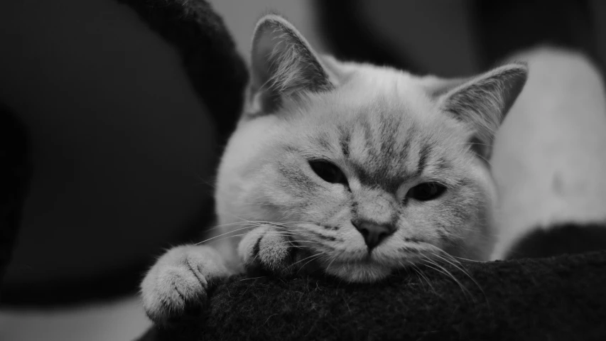 a close up of a cat laying on a chair, a black and white photo, by Emma Andijewska, unsplash, sad grumpy face, relaxed dwarf with white hair, taken in the late 2010s, in a fighting stance