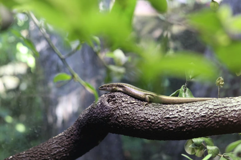 a lizard sitting on top of a tree branch, trending on pexels, ethereal eel, biodome, mid 2 0's female, slight haze