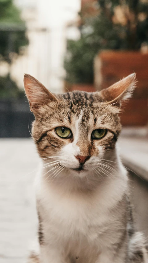 a cat sitting on the steps of a building, by Niko Henrichon, trending on unsplash, square nose, closeup headshot, high quality photo, brown almond-shaped eyes