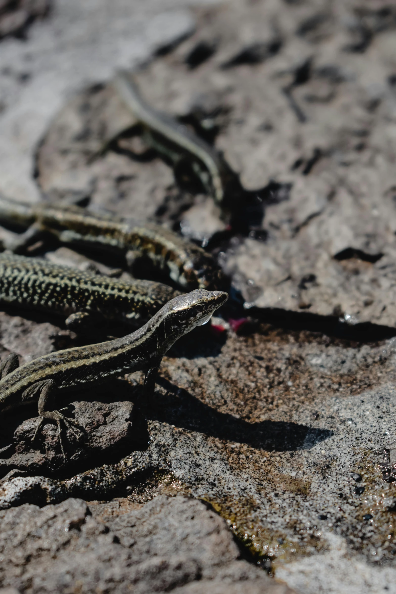 a couple of small lizards laying on top of a rock, an album cover, unsplash, high angle close up shot, multiple stories, walking, lined up horizontally