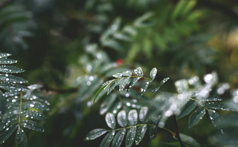 a bunch of leaves with water droplets on them, trending on unsplash, romanticism, multiple stories, overcast! cinematic focus, evergreen, humid