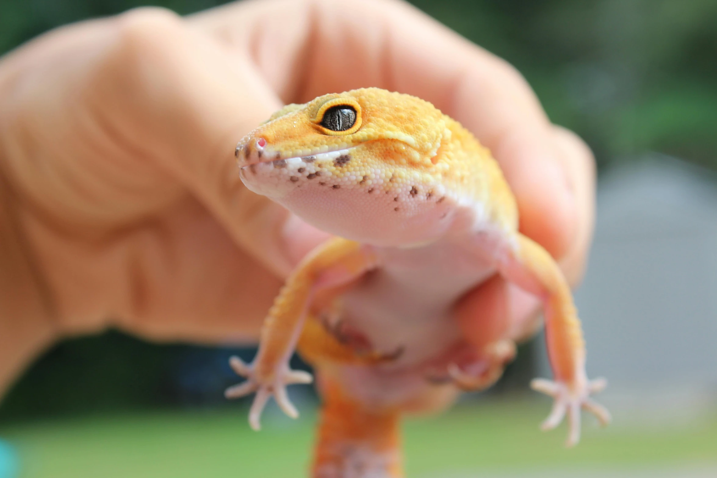 a close up of a person holding a small lizard, white and orange, avatar image, small animals