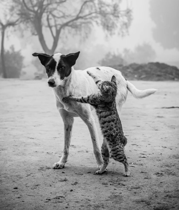 a black and white photo of a dog and a cat, by Daniel Gelon, unsplash, conceptual art, dancing with each other, calmly conversing 8k, beautiful picture of stray, cute cat photo