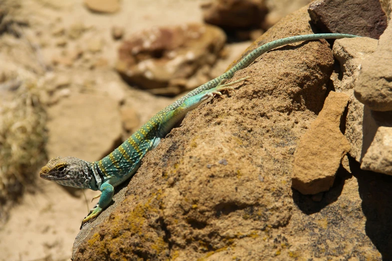 a lizard that is sitting on a rock, by Gwen Barnard, pexels contest winner, hurufiyya, cyan and green, rocky desert, nubian, multi - coloured