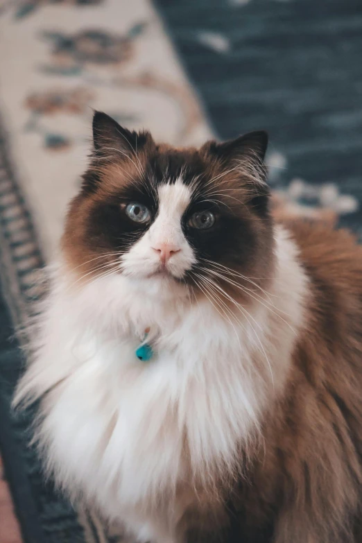 a brown and white cat sitting on a rug, by Julia Pishtar, trending on unsplash, fluffy neck, portrait closeup, aristocratic, sapphire