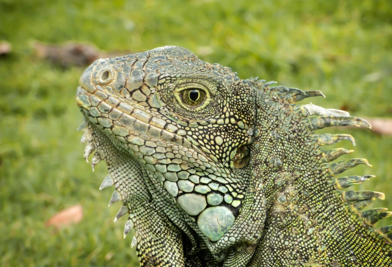 a large lizard sitting on top of a lush green field, up close, dragon scales across hairline, jamaican, intricate features