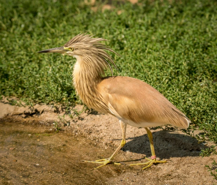 a close up of a bird near a body of water, hurufiyya, king of the desert, brown water, green legs, on a riverbank
