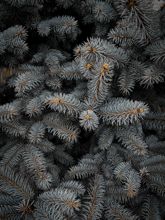 a bunch of pine nches sitting on top of a table