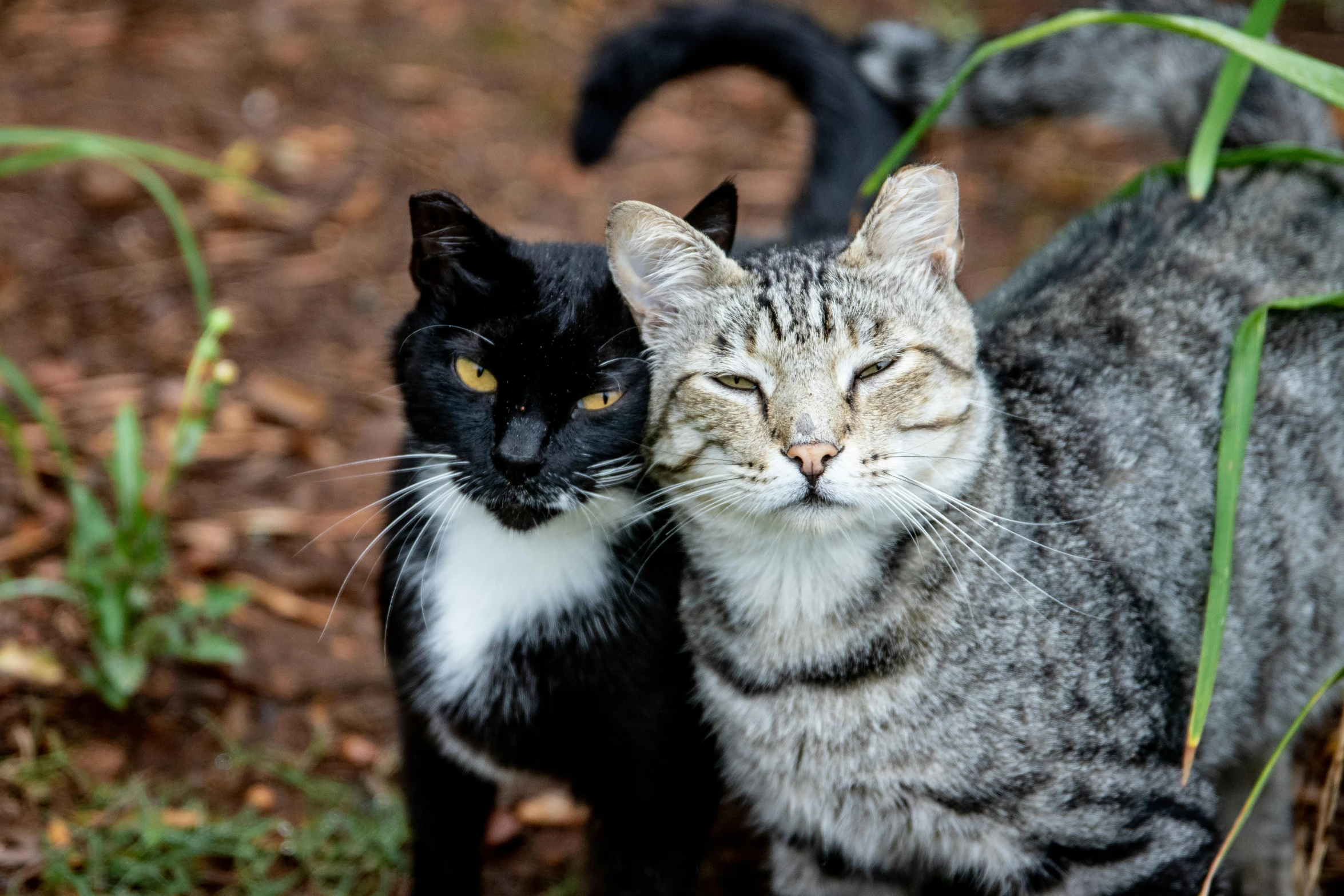 a couple of cats standing next to each other, a portrait, unsplash, getty images, playful smirk, with black, outdoor photo