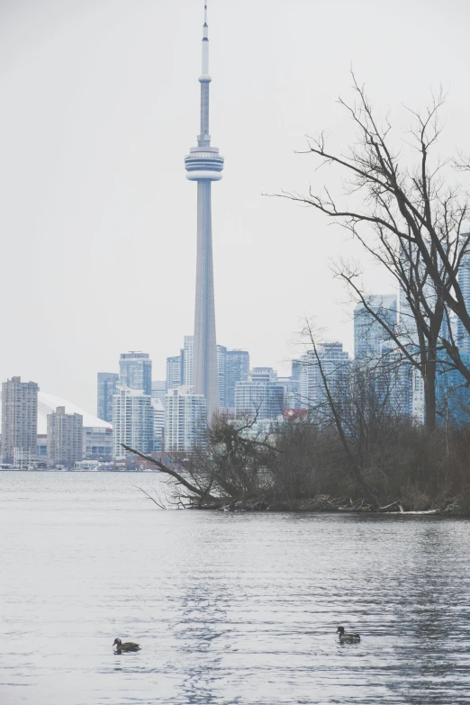 a large body of water with a bunch of ducks in it, cn tower, bare trees, 2022 photograph, cities