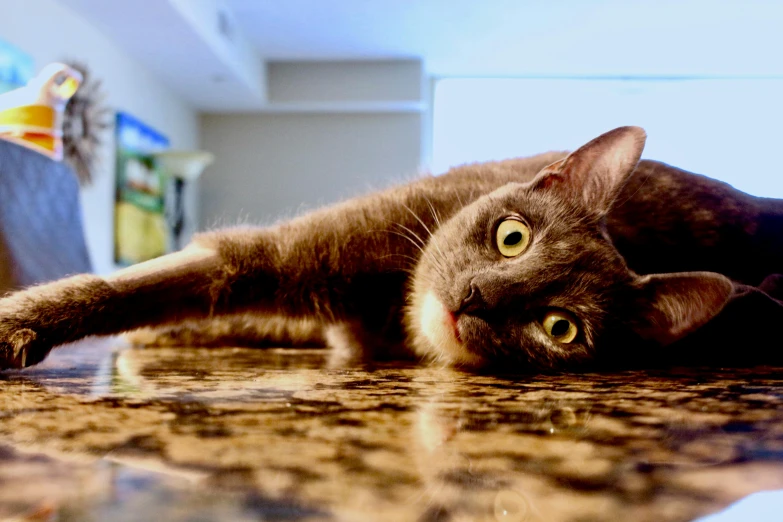 a cat that is laying down on the floor, by Carey Morris, pexels contest winner, on kitchen table, low-angle, grey-eyed, regal pose