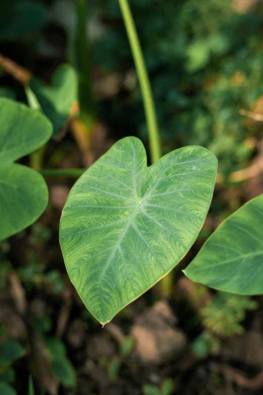 a close up of a plant with green leaves, vines along the jungle floor, hearts, dolman, platinum