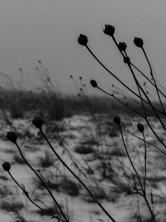 a black and white photo of some plants in the snow, fine art, fog. by greg rutkowski, dead but beautiful. poppies, vesa-matti loiri, sandra pelser