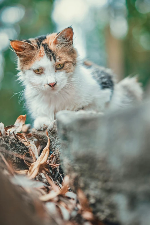 a cat sitting on top of a pile of leaves, a portrait, by Matija Jama, trending on unsplash, portrait of a sharp eyed, sitting on a log, high quality photo, fluffy''