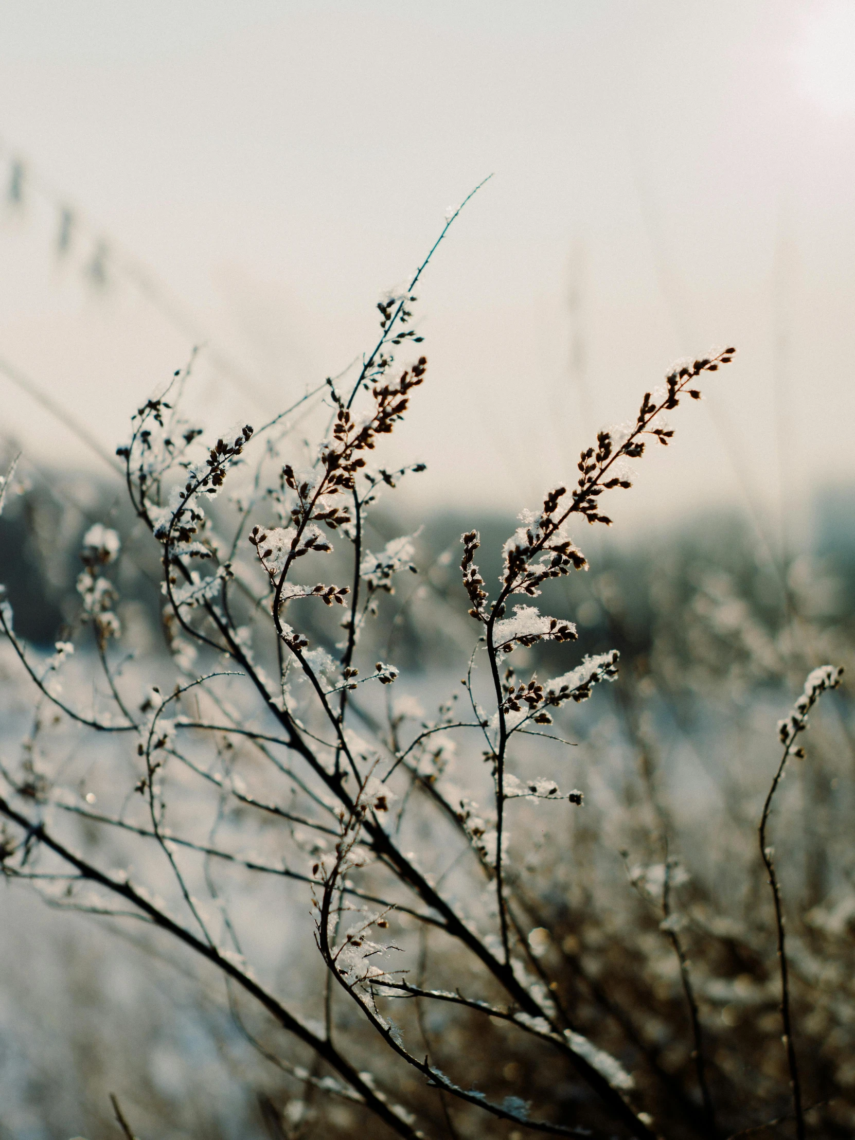 a close up of a plant with snow on it, inspired by Elsa Bleda, trending on unsplash, romanticism, tall grass, light grey mist, with frozen flowers around her, today\'s featured photograph 4k