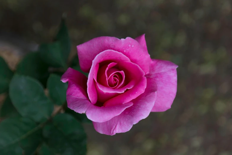 a close up of a pink rose with green leaves, by Robert Thomas, pexels contest winner, purple, single, smoky, front on