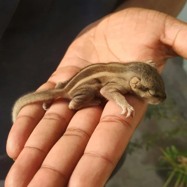 a close up of a person holding a small animal, flat chested, undertailed, palm body, with a white nose