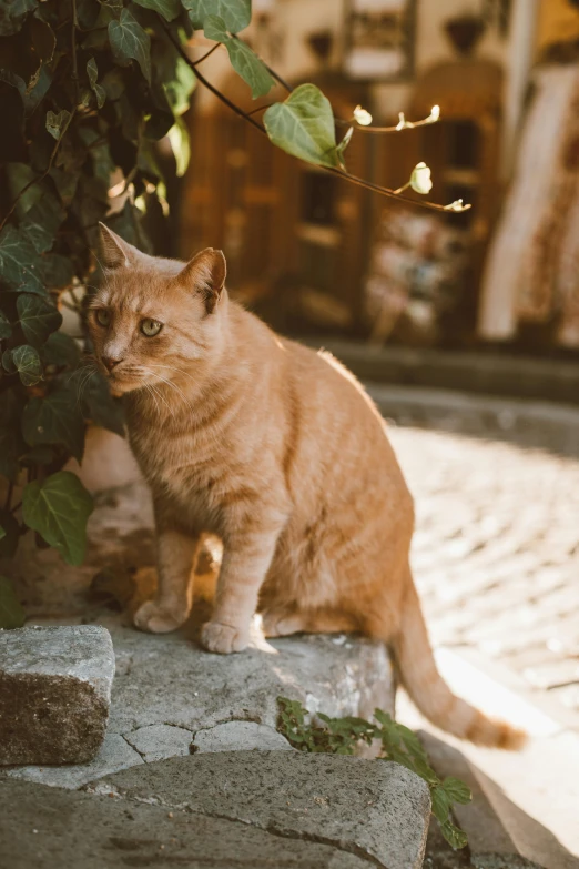 a cat that is sitting on a rock, standing in an alleyway, top selection on unsplash, orange hue, lush surroundings