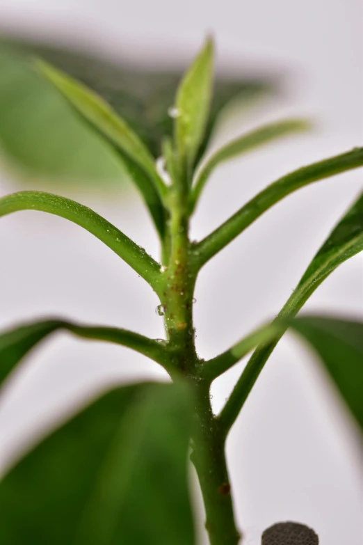 a close up of a plant with green leaves, smooth tiny details, detailed product image, zoomed out shot, buds