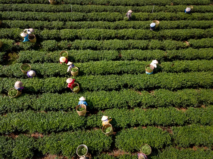 a group of people picking tea leaves in a field, by Yasushi Sugiyama, 🕹️ 😎 🔫 🤖 🚬, overhead view, avatar image, teapots