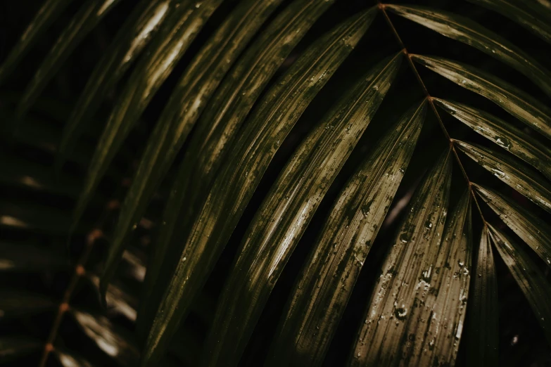 a close up of a leaf with water droplets on it, an album cover, inspired by Elsa Bleda, unsplash contest winner, renaissance, tropical palms, dark and beige atmosphere, background image, profile image