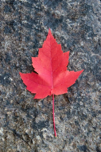 a close up of a red leaf on a rock, montreal, sustainable materials, overhead shot, tall