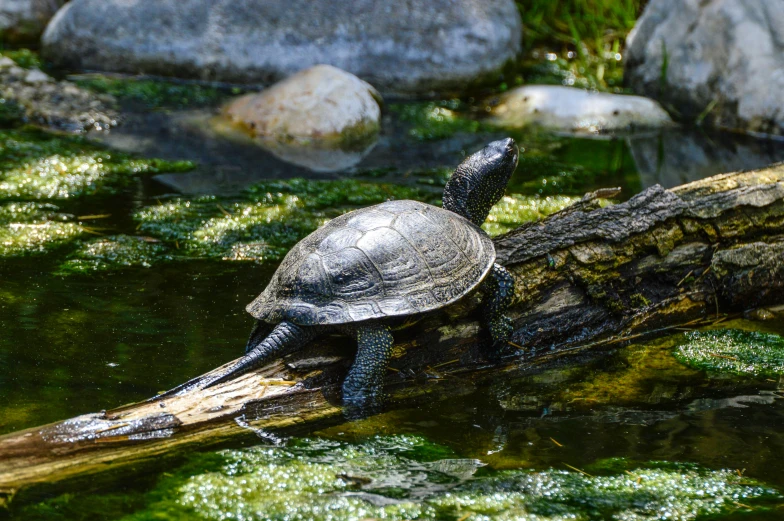 a turtle sitting on a log in the water, pexels contest winner, on a branch, perfectly shaded, gardening, black