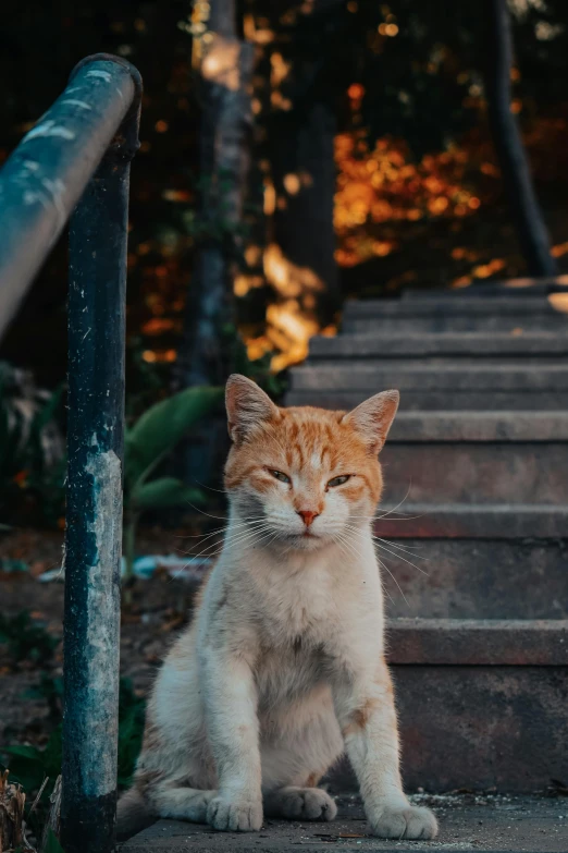 an orange and white cat sitting on a set of stairs, pexels contest winner, during dawn, menacing look, high quality photo, tourist photo