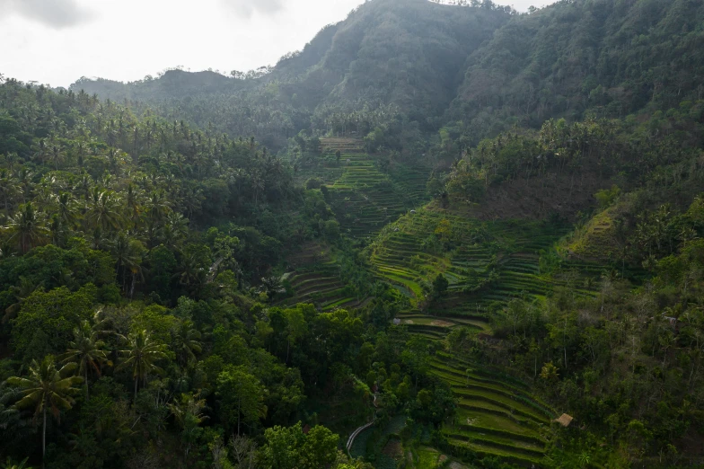a group of people standing on top of a lush green hillside, by Jessie Algie, pexels contest winner, sumatraism, staggered terraces, late afternoon light, flying above a tropical forest, ready to eat