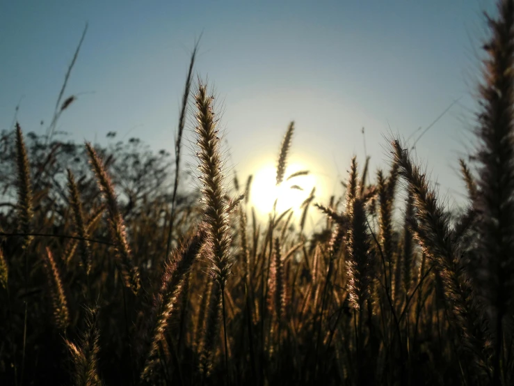 a field of tall grass with the sun in the background, by Niko Henrichon, pexels contest winner, harvest, clear sunny day, from wheaton illinois, contre jour