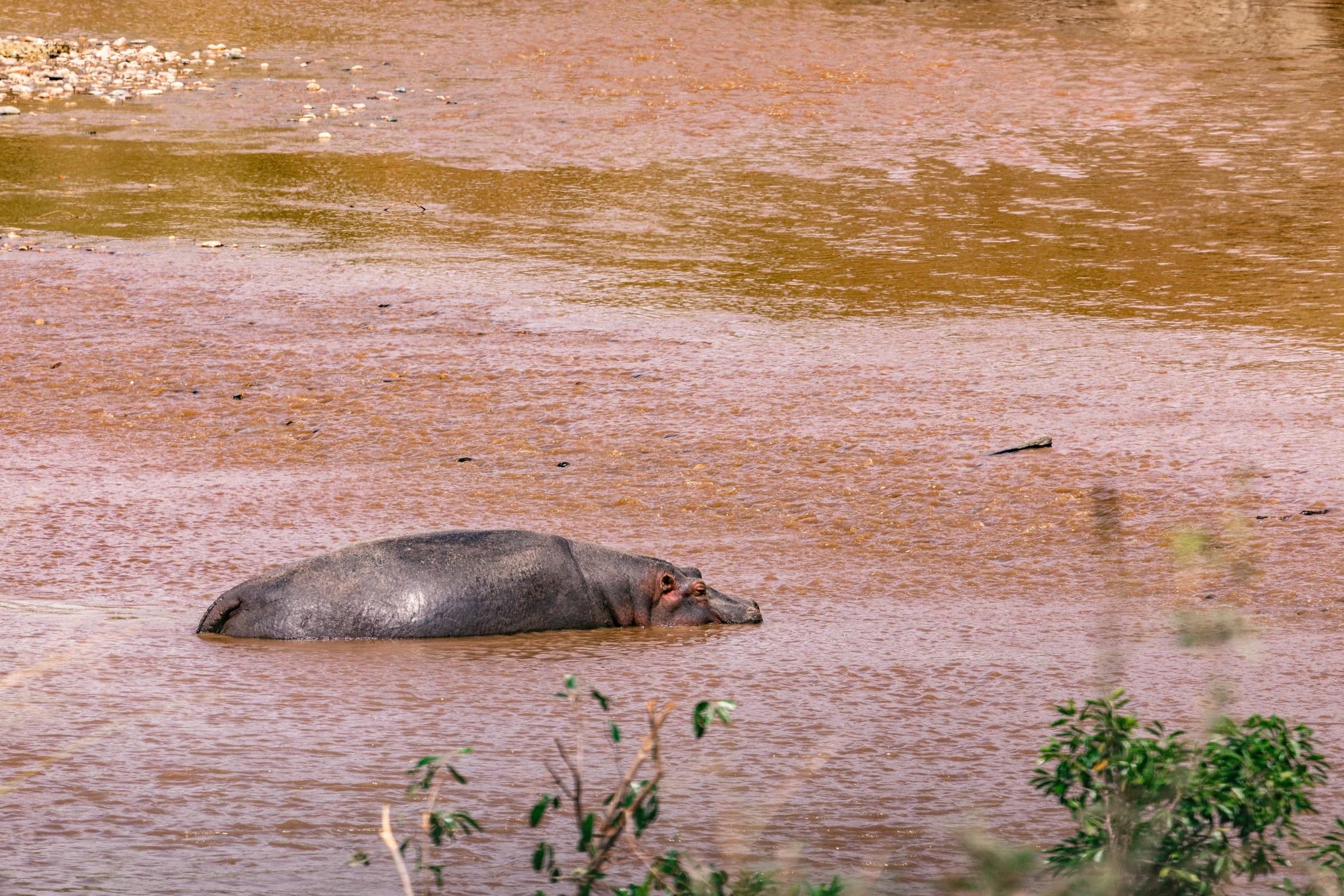 a hippo in a body of water with trees in the background, trending on unsplash, hurufiyya, red river, flooded ground, madagascar, pink water in a large bath