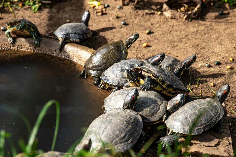 a group of turtles sitting on top of a pond, by Jan Tengnagel, pexels contest winner, fan favorite, sao paulo, all enclosed in a circle, gardening