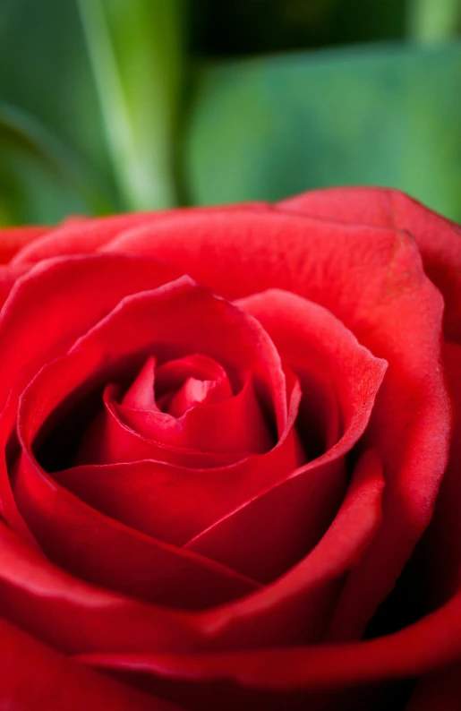 a close up of a red rose with green leaves, award - winning crisp details ”, cosy, silky smooth, hearts