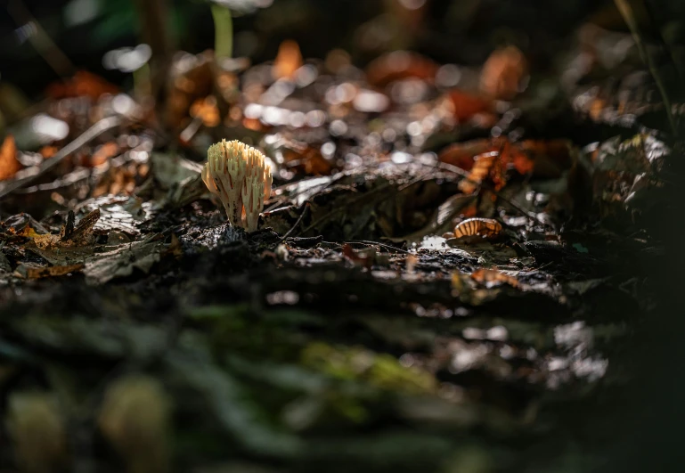 a group of mushrooms growing out of the ground, a macro photograph, unsplash contest winner, forest light, tiny glowbugs everywhere, high quality photo, shot on sony a 7 iii
