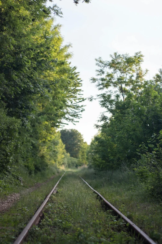 a train track running through a lush green forest, overgrown trees, fading off into the distance, ligne claire, in 2 0 1 5