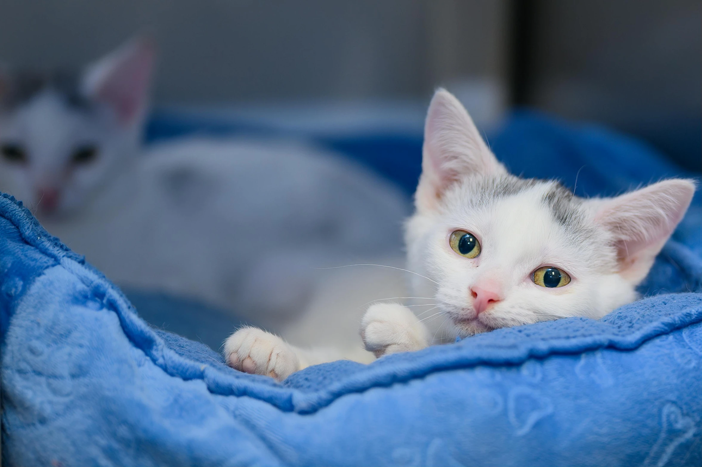 a close up of a cat laying in a bed, white and pale blue, adoptables, getty images, two cats