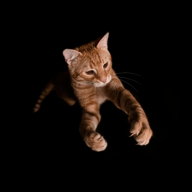 a close up of a cat on a black background, an album cover, pexels, heroic jumping pose, ginger cat, robot cat paws for feet, flying shot