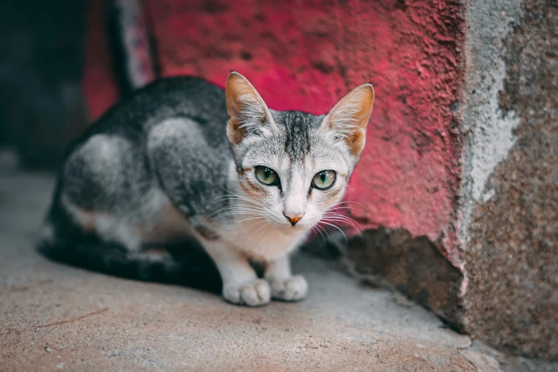 a gray and white cat sitting next to a red wall, pexels contest winner, small ears, multicolored, ground - level medium shot, gif