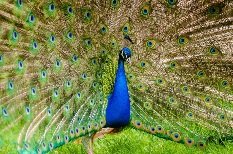 a peacock standing on top of a lush green field, by David Paton, pexels contest winner, renaissance, vibrant blue, 🦩🪐🐞👩🏻🦳, beautiful animal pearl queen, colourful explosion