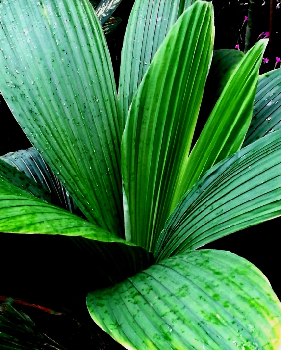 a close up of a plant with green leaves