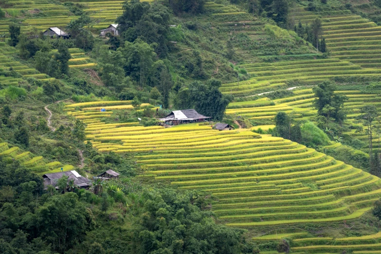 this is a rice field near a village