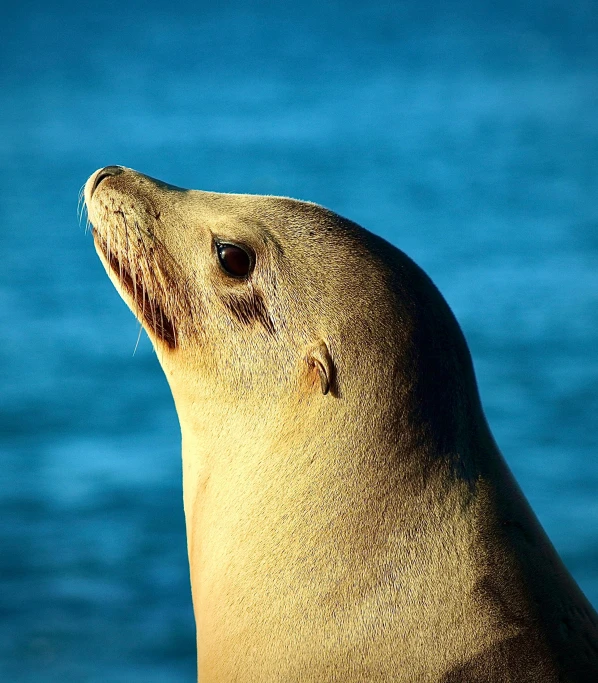 a sea lion sitting on top of a sandy beach, pexels contest winner, hurufiyya, close - up profile face, an olive skinned, today\'s featured photograph 4k, viewed from the ocean