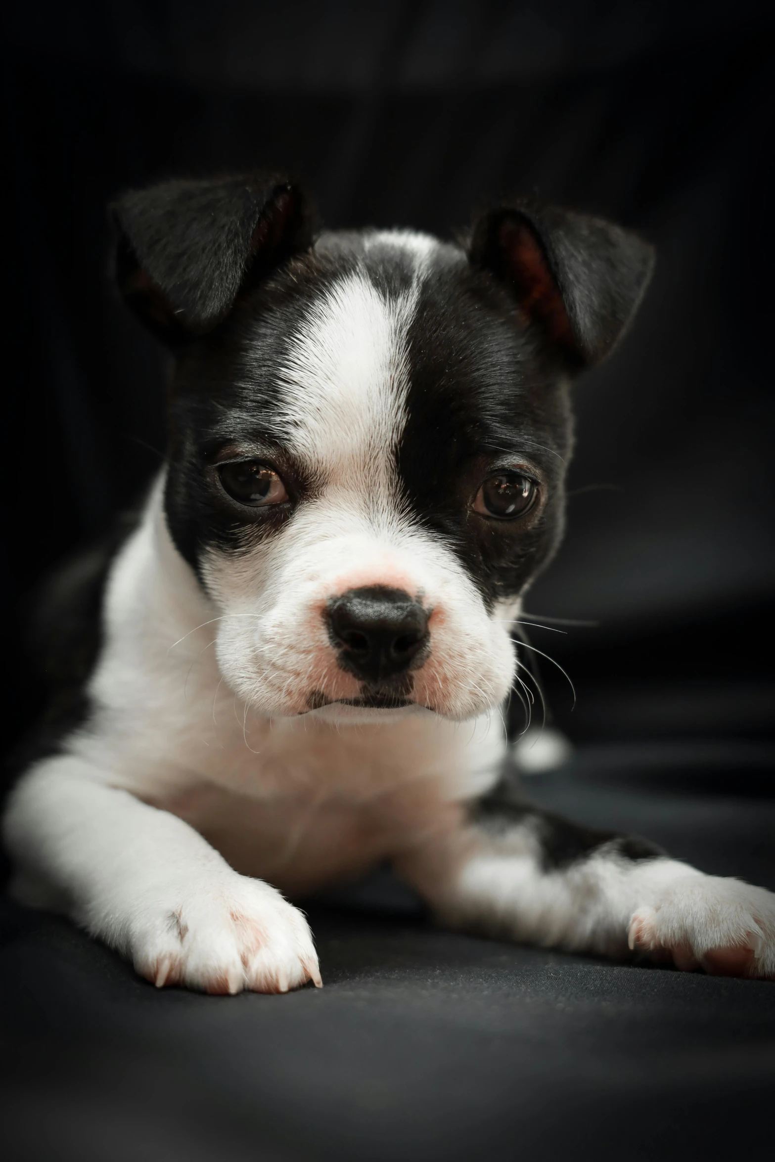 a small black and white dog laying down, shutterstock contest winner, slightly - pointed ears, puppy, ready to model, up-close