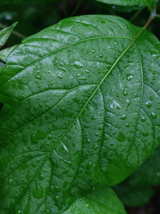 a green leaf with water droplets on it, profile image, fan favorite, video still, profile pic