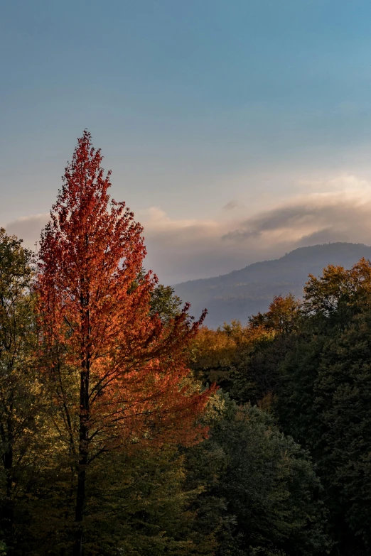 a group of trees that are standing in the grass, unsplash contest winner, hudson river school, autumn mountains, golden hour 4k, today\'s featured photograph 4k, italy