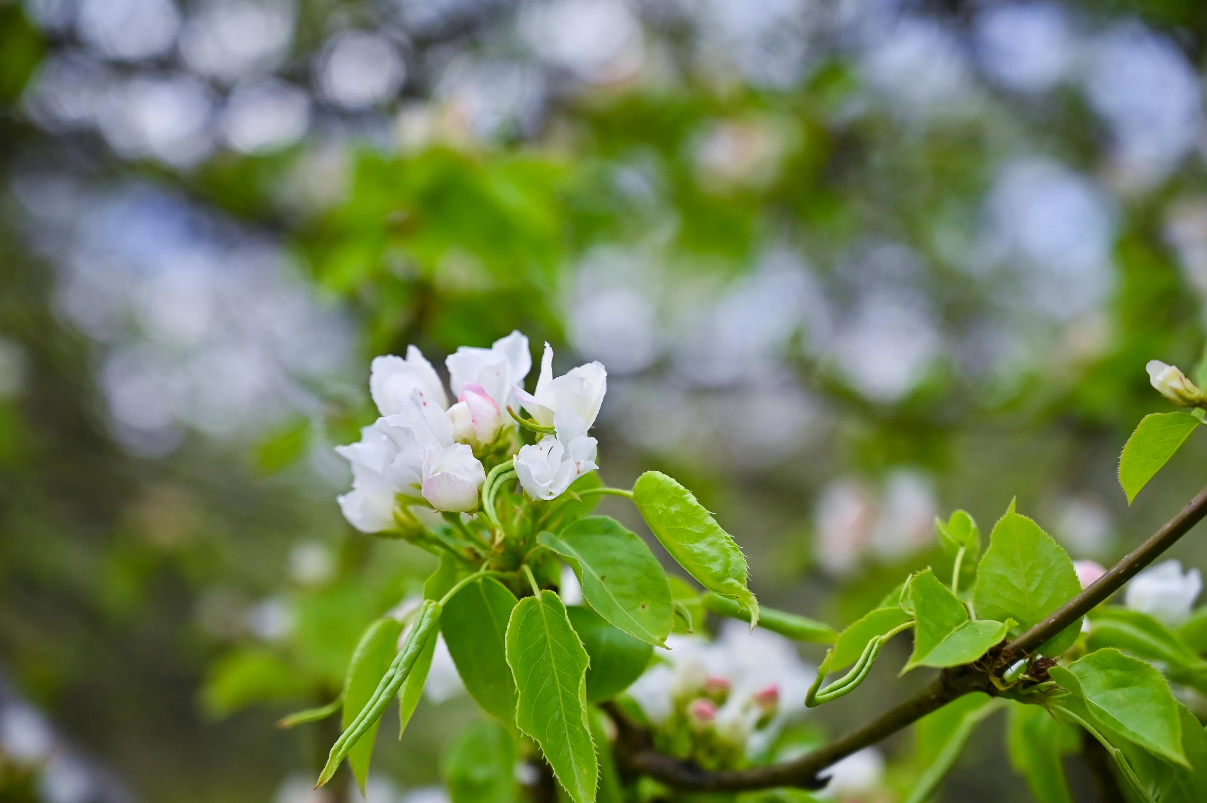 a close up of a flower on a tree, inspired by Anne Nasmyth, unsplash, renaissance, background image, apple trees, green and white, shot with canon eoa 6 d mark ii